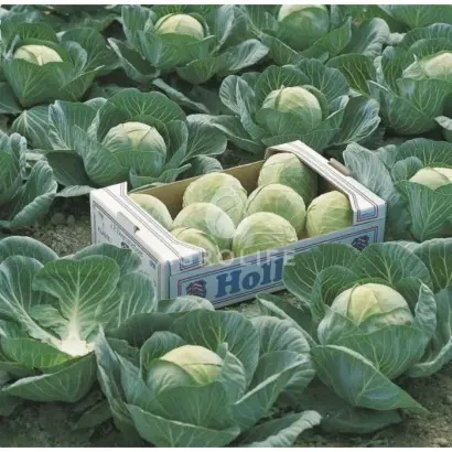 Lennox F1 / Лєннокс F1