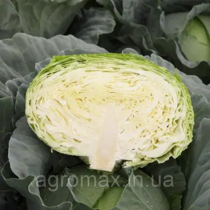 MAVUNOR / МАВУНОР