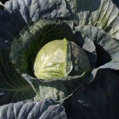 Magion / Магіон