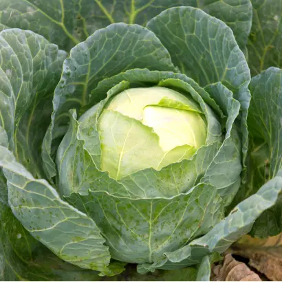 Megaton F1 / Мегатон F1