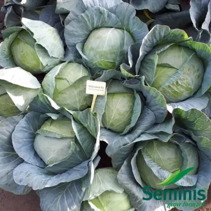 Menzania / Мензанія