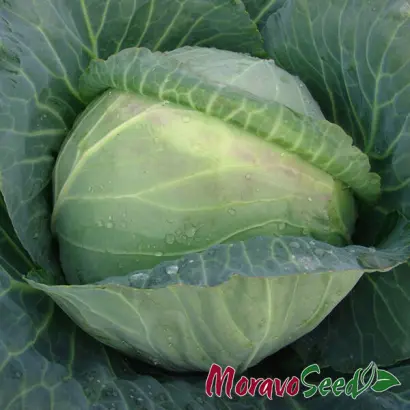 Midor F1 / Мідор F1