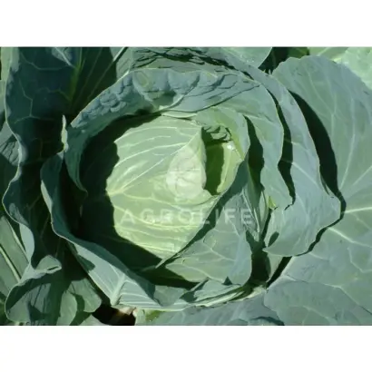 Multima F1 / Мультіма F1