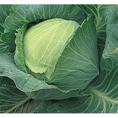 Nozomi / Нозомі