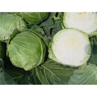 Orienta F1 / Орієнта F1