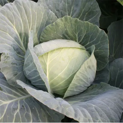 Autumn Queen / Отм Квін