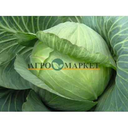 Paradox F1 / Парадокс F1