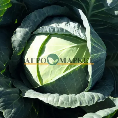 Passat / Пассат