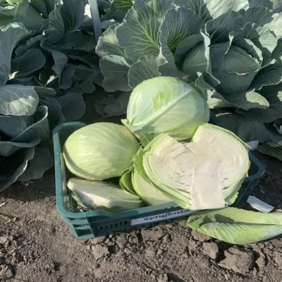 PRODIKOS / ПРОДІКОС