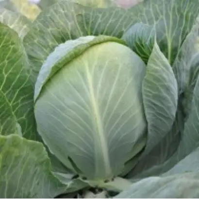 Ramenos / Раменос