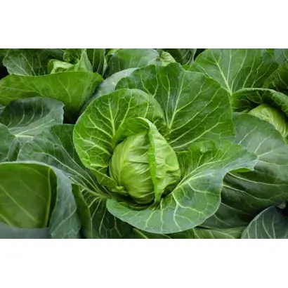 Ranini / Раніні