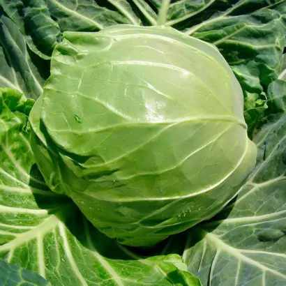 Rapidion / Рапідіон