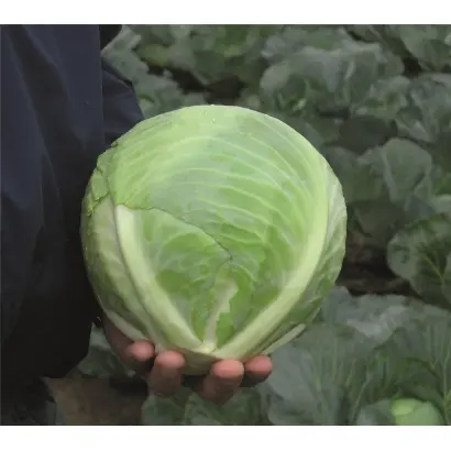 Reaction F1 / Ріекшн F1