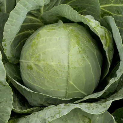 RINGTON / РІНГТОН