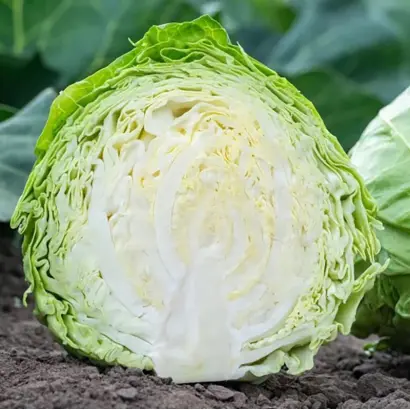 ROSBERG / РОСБЕРГ