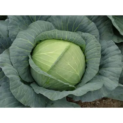 Royal Vantage / Роял Вантаж