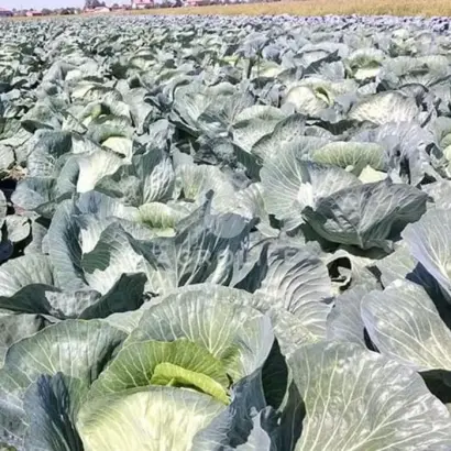 SARMELLO / САРМЕЛЛО