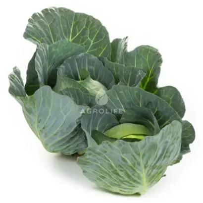 Swingma / Свінгма