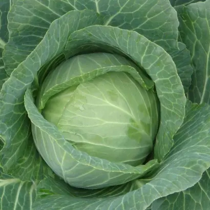 Cilema F1 / Сілема F1