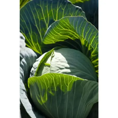 Sintex / Сінтекс