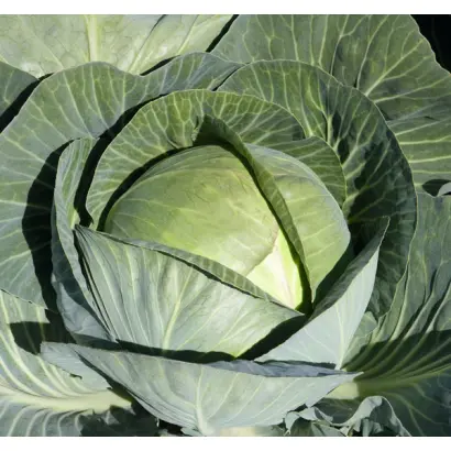 Sircon / Сіркон