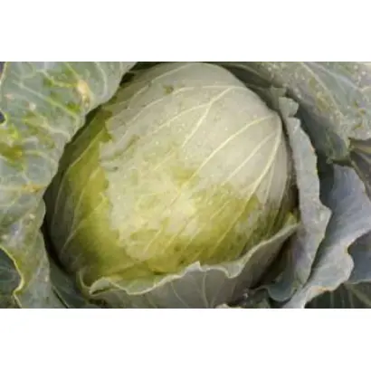 Слобожаночка