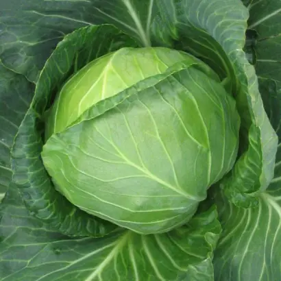 Splash ball / Сплеш болл