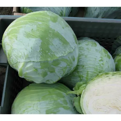 Status / Статус