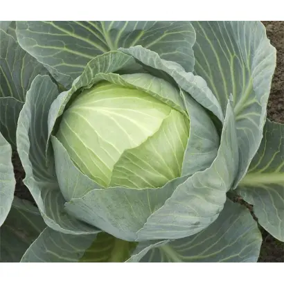 Storema F1 / Сторема F1