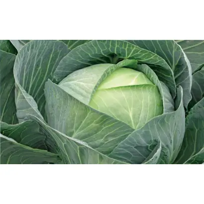 Storidor / Сторідор