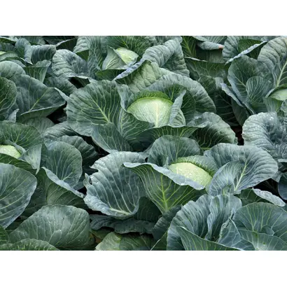 Strukta / Структа