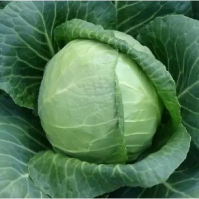 Sunta F1 / Сунта F1