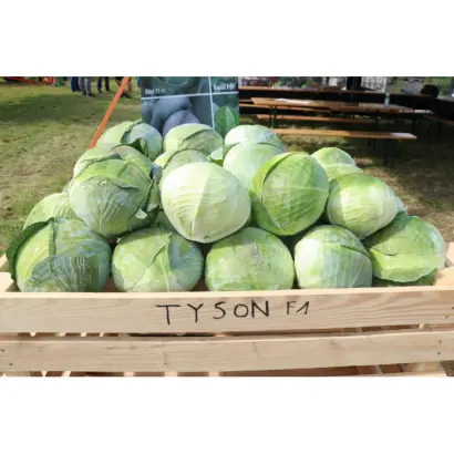 Tyson / Тайсон