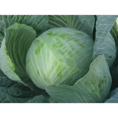 Typhoon / Тайфун