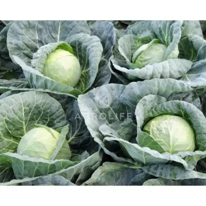 Tiara F1 / Тіара F1