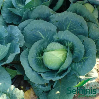 Tobia F1 / Тобия F1