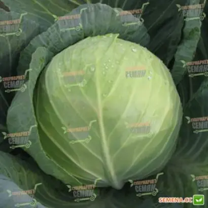 Triperio F1 / Тріперіо F1