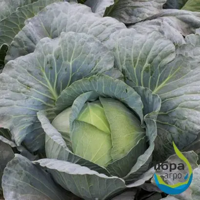 Ультиматум