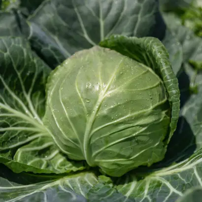 Felissima / Феліссіма