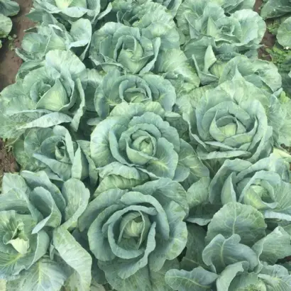 Flexima / Флексима