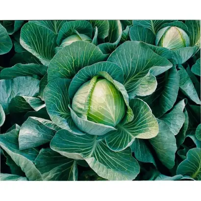 Hurricane F1 / Харікейн F1