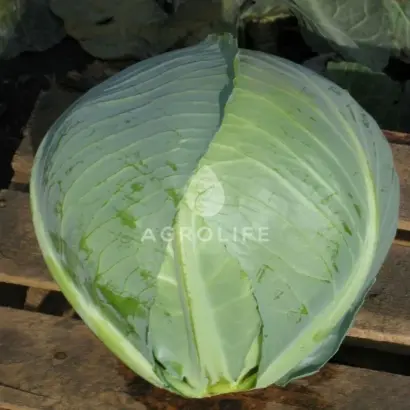 Hitomi F1 / Хітомі F1