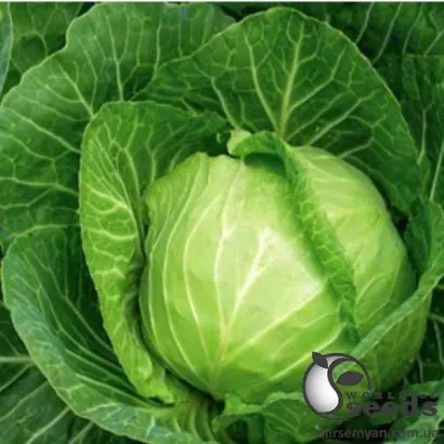 Home Run / Хом Ран