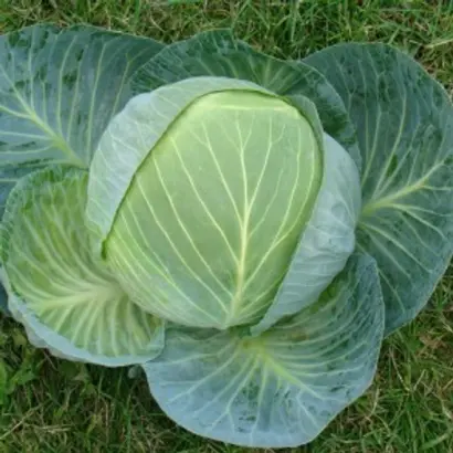 Centurion F1 / Центуріон F1