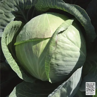 Cyclone F1 / Циклон F1