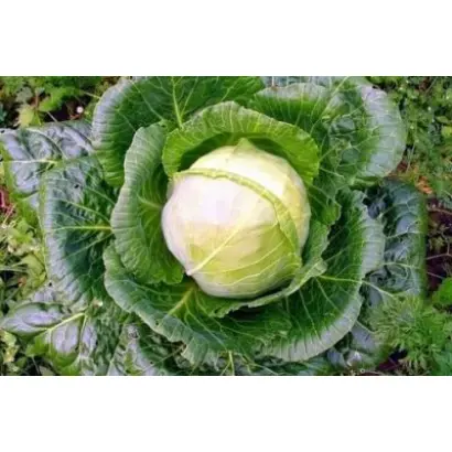 Zyklop / Циклоп