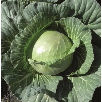 Champ F1 / Чамп F1