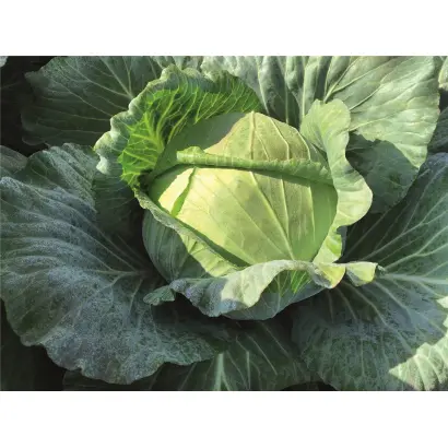 Chinook / Чінук