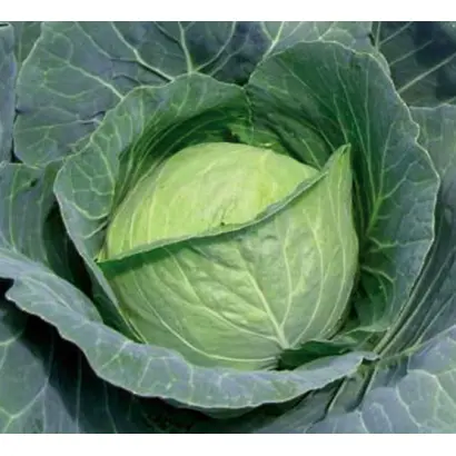 Charmant / Шармант