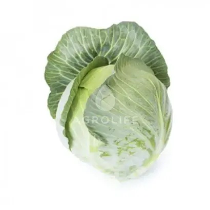 Axioma / Аксіома